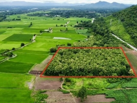 ขายด่วน ที่ดิน จ.ตาก มีต้นสัก 1000 กว่าต้น
